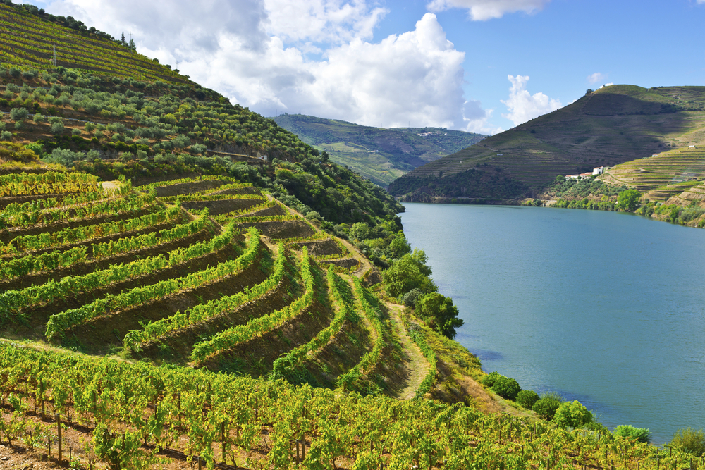 Grüne Weinplantagen um dem Douro in Portugal